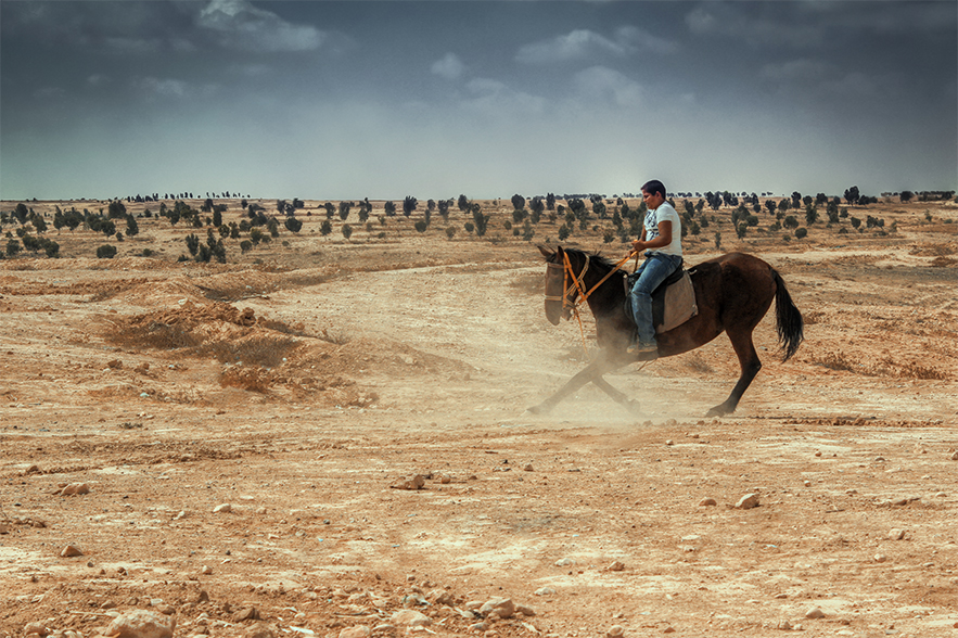 Arabian Horse - Naqab Desert 