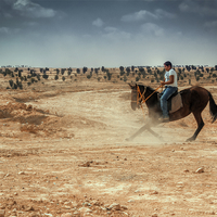 Arabian Horse - Naqab Desert 
