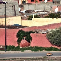 Suburban Marrakech
