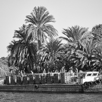 Sugar Cane along the Nile River
