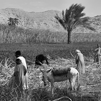 Sugar Cane along the Nile River