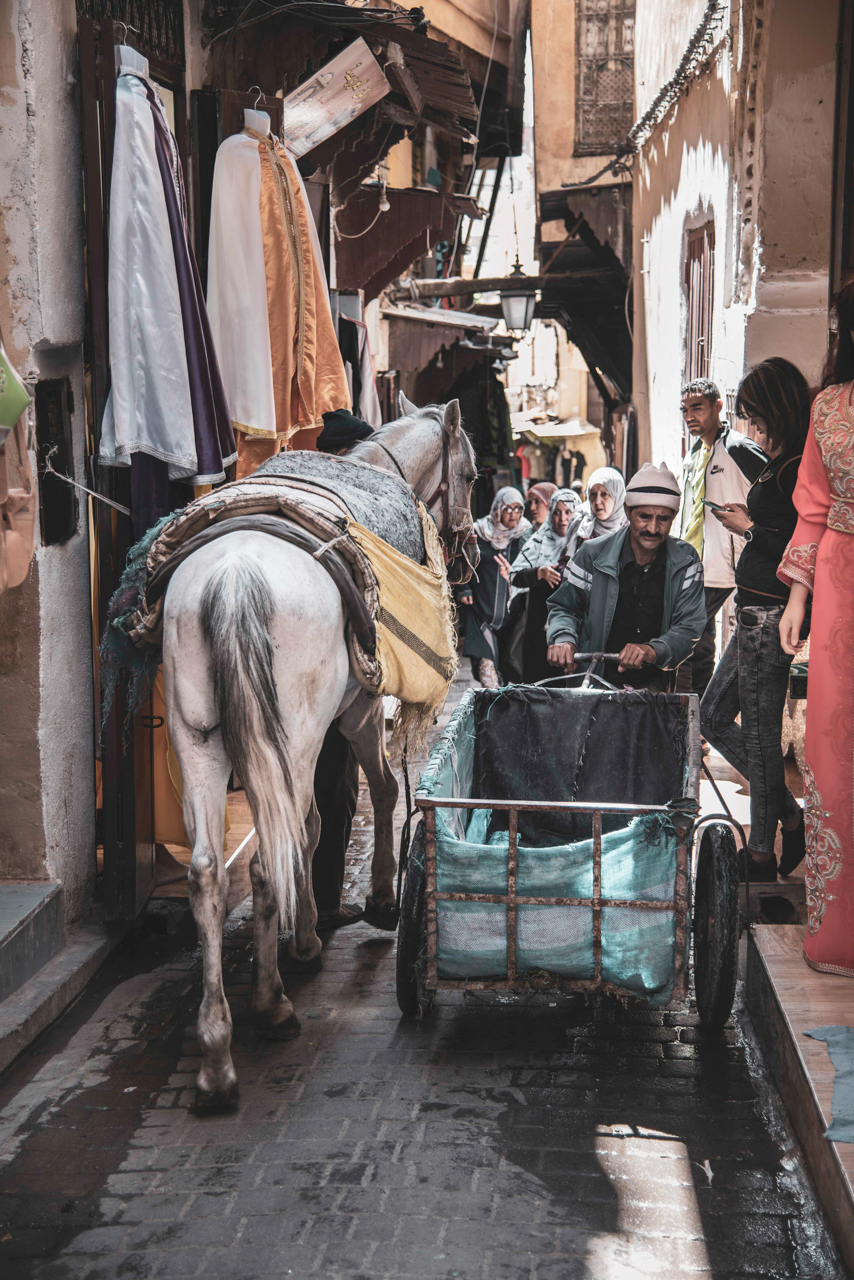 Medina - La città che vive