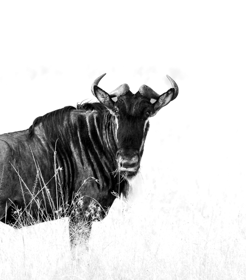 Wildebeest