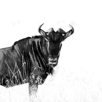 Wildebeest