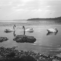 Photographies de la catastrophe