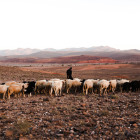 Adrar, où les moutons rassemblent les humains.