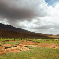 Adrar, où les moutons rassemblent les humains.