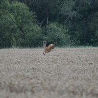 Une rencontre inattendue