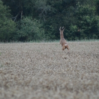 Une rencontre inattendue