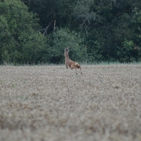 Une rencontre inattendue