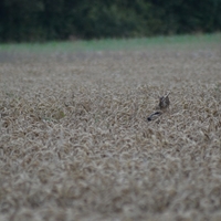 Une rencontre inattendue