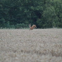 Une rencontre inattendue