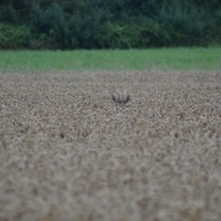 Une rencontre inattendue