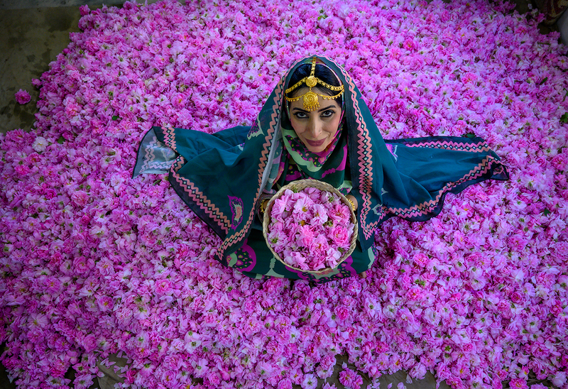 Mohammadi Rose