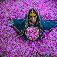 Mohammadi Rose