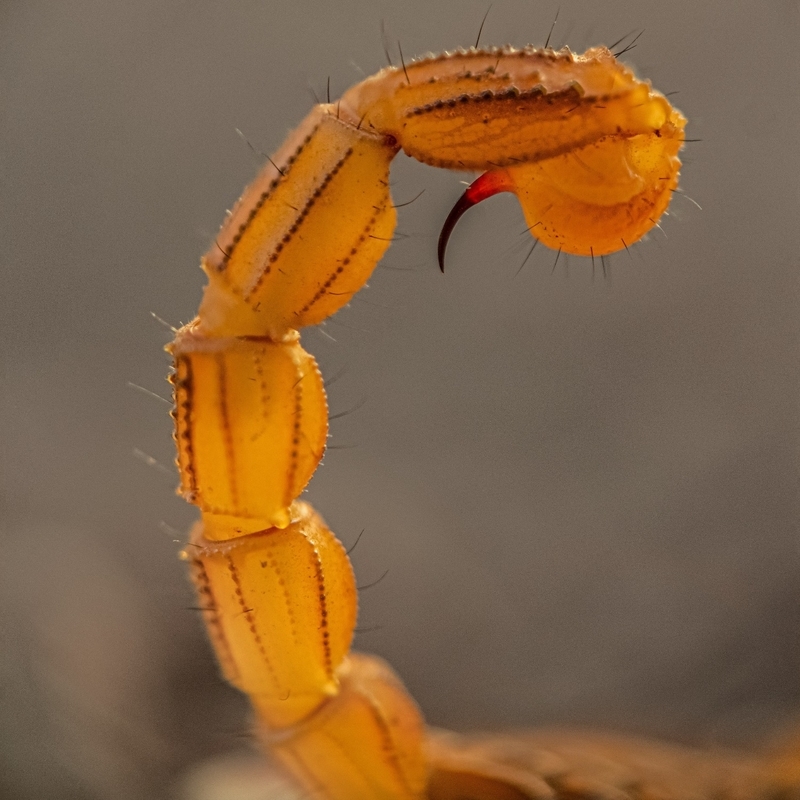 yellow scorpion 