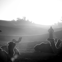 The Guardians of the Desert