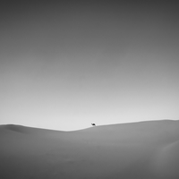 The Guardians of the Desert