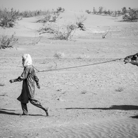 The Guardians of the Desert