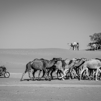 The Guardians of the Desert