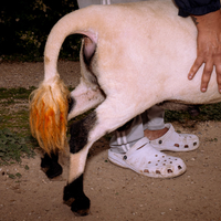 Béliomachie en Tunisie