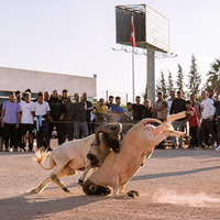 Béliomachie en Tunisie