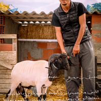 Béliomachie en Tunisie