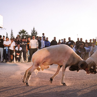 Béliomachie en Tunisie