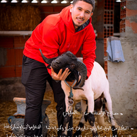 Béliomachie en Tunisie