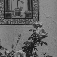 Et il restera l’odeur de l’oranger / And nothing will remain but the fragrance of the orange tree