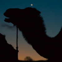 Al Maghrib