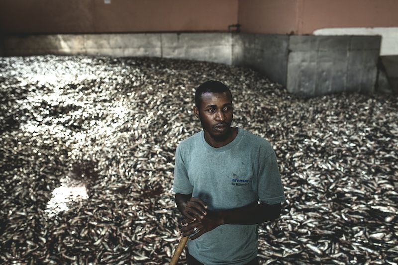 Powdered Oceans – The Cost of Fishmeal in Mauritania