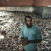 Powdered Oceans – The Cost of Fishmeal in Mauritania