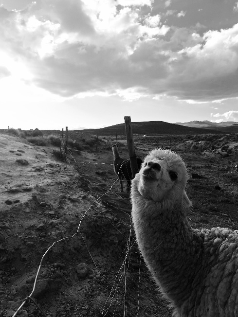 Llama sonriente