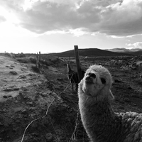 Llama sonriente