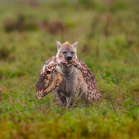Hyena with its catch