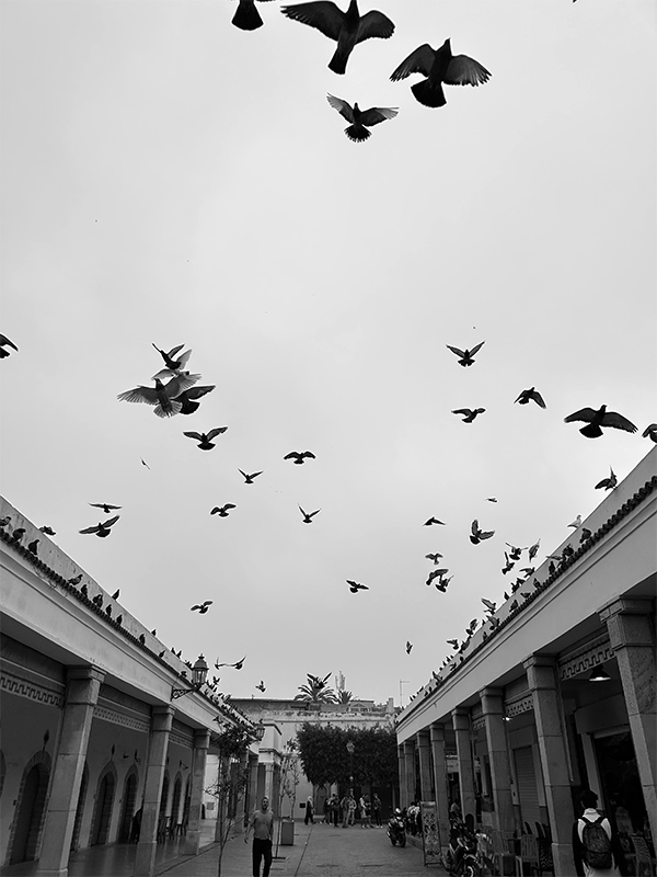 PIGEONS FLY OVER THE MARKET