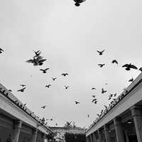 PIGEONS FLY OVER THE MARKET