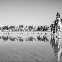 Chroniques du rivage