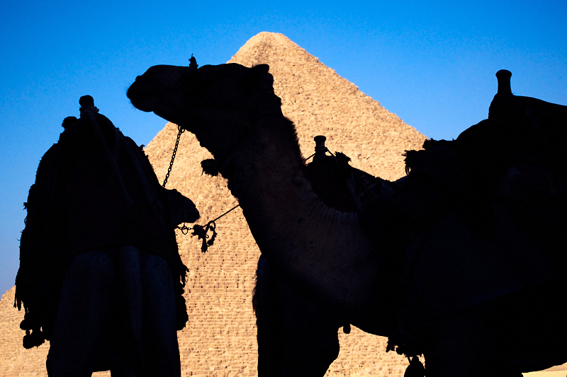 Camel silhouettes at the pyramids