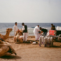 Sinai, Egypt - Divers loading their diving equipment onto dromedaries
