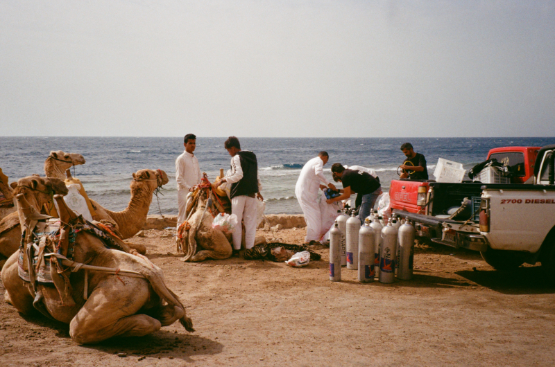 Sinai, Egypt - Divers loading their diving equipment onto dromedaries