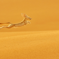 le renard des sable ( fennec)