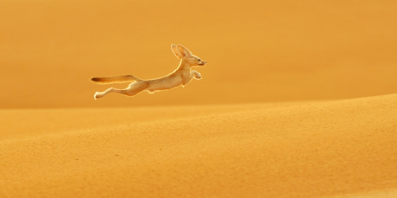 le renard des sable ( fennec)