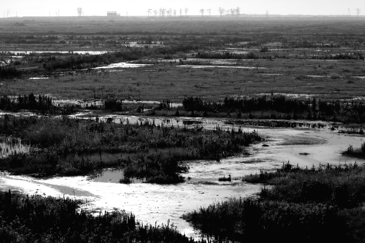 Silent Witnesses: Fukushima 2011–2026