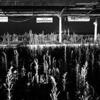 Silent Witnesses: Fukushima 2011–2026