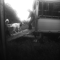 Silent Witnesses: Fukushima 2011–2026