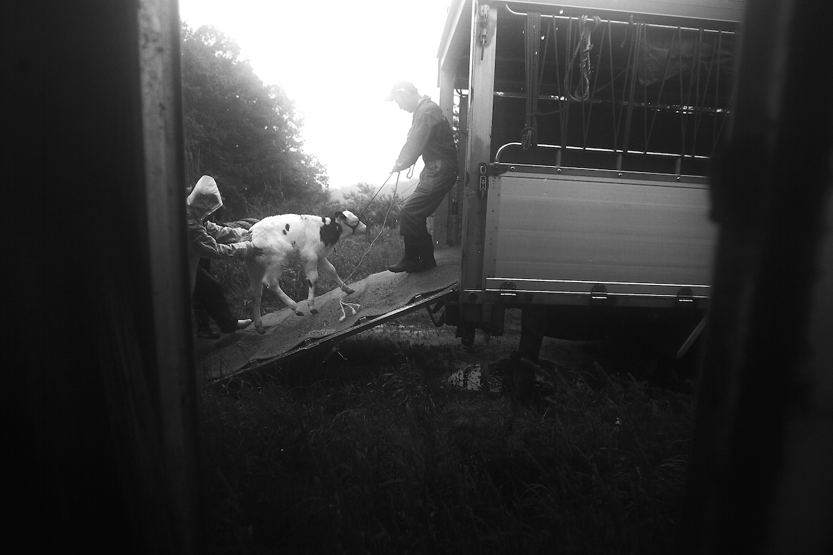 Silent Witnesses: Fukushima 2011–2026