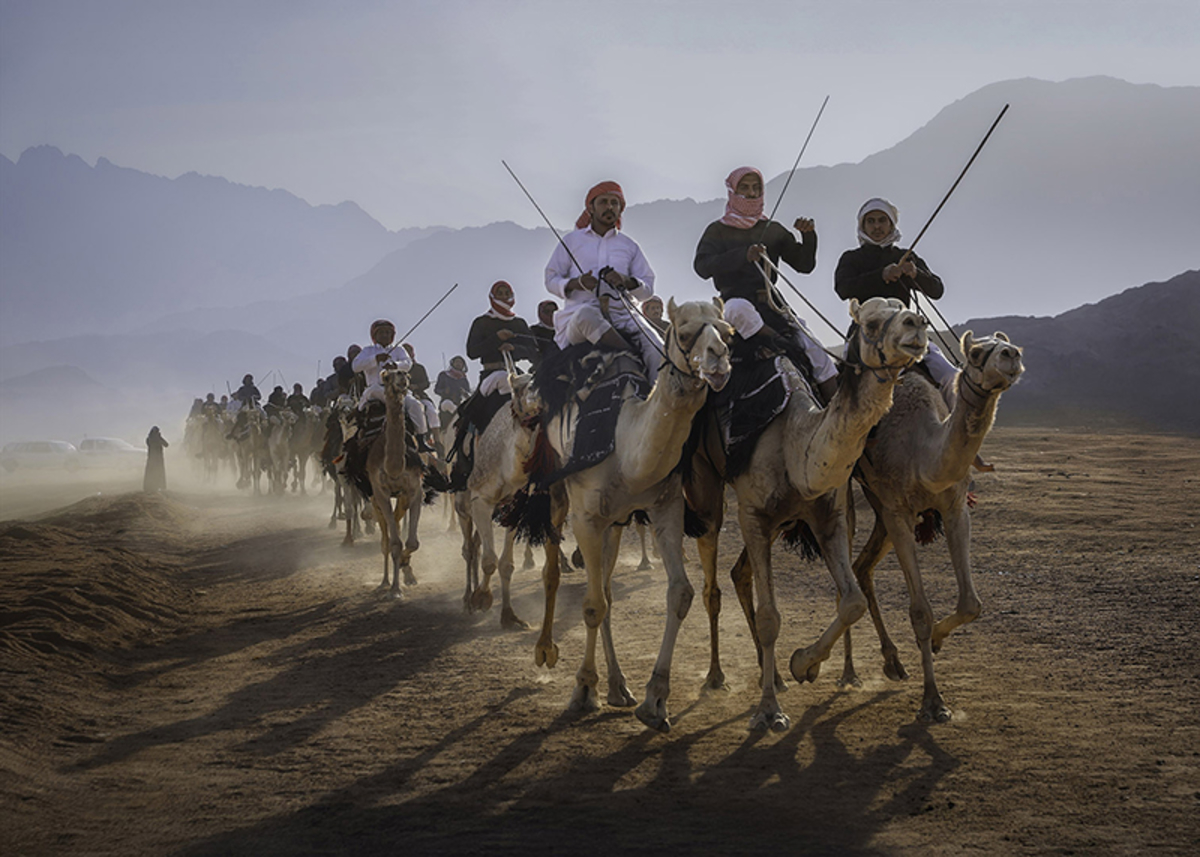 Camel herding in Tabuk