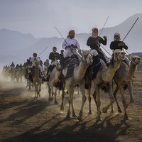Camel herding in Tabuk